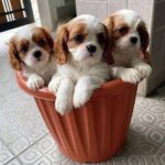 WhatsApp Image 2025-06-26 at 2.42.48 AM