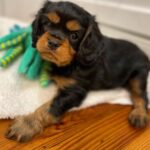 WhatsApp Image 2025-06-26 at 2.42.49 AM