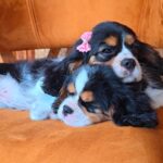 WhatsApp Image 2025-06-26 at 2.42.57 AM (2)