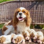 WhatsApp Image 2025-06-26 at 2.42.58 AM