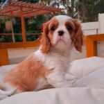 WhatsApp Image 2025-06-26 at 2.42.58 AM (4)