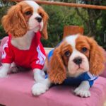 WhatsApp Image 2025-06-26 at 2.42.59 AM (1)