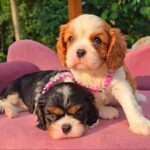 WhatsApp Image 2025-06-26 at 2.43.00 AM