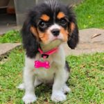 WhatsApp Image 2025-06-26 at 2.43.01 AM