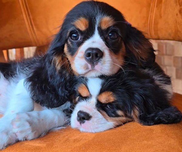 WhatsApp Image 2025-06-26 at 2.42.57 AM (1)