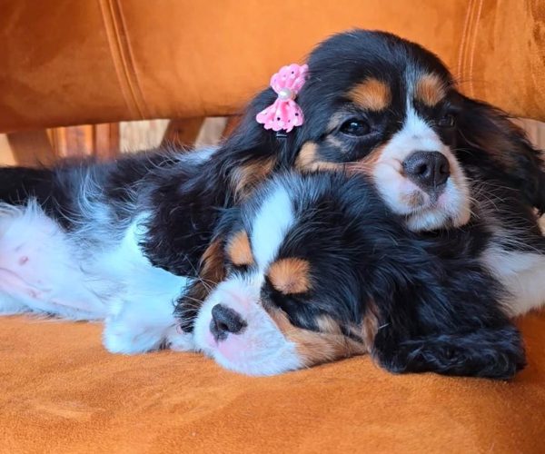 WhatsApp Image 2025-06-26 at 2.42.57 AM (2)