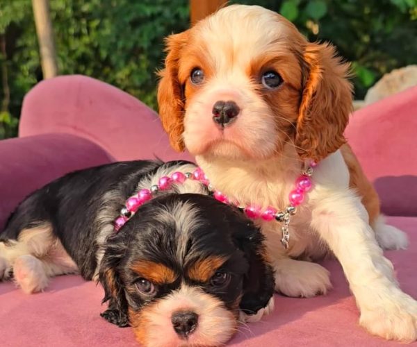 WhatsApp Image 2025-06-26 at 2.43.00 AM